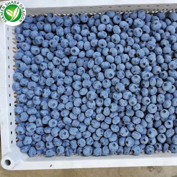 IQF frozen blueberry supplier in China for bulk buyers
