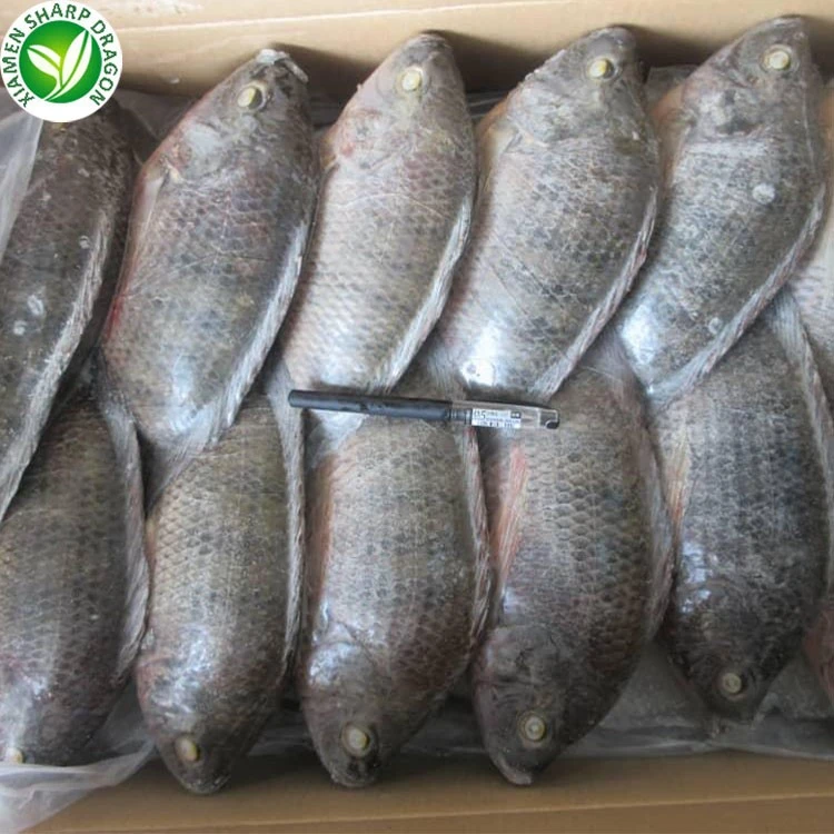 Bulk Frozen Tilapia Whole Fish Bulk frozen tilapia whole fish size reference for 10kg carton packing