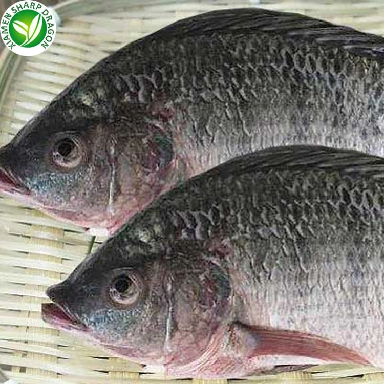 Frozen Nile Tilapia Gutted and Scaled Frozen Nile tilapia gutted and scaled product reference for export buyers