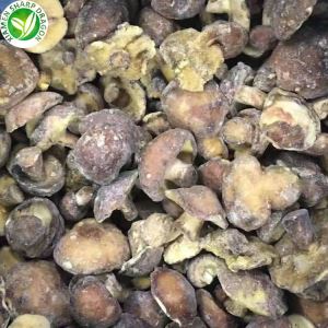 Suillus Granulatus съедобный