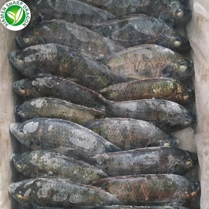 Frozen Tilapia Whole
