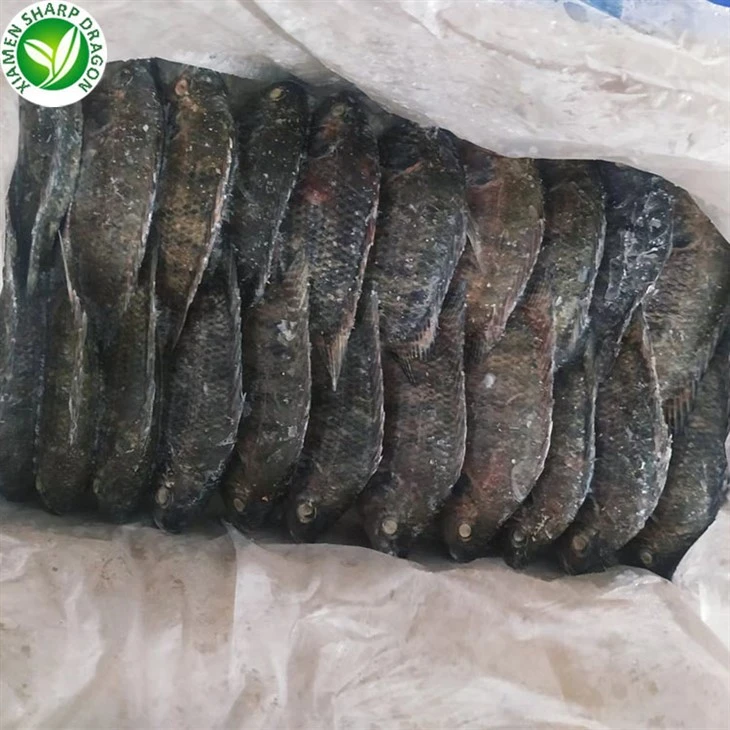 Frozen Tilapia Whole